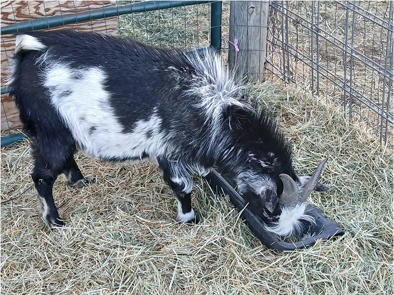 goats (1)