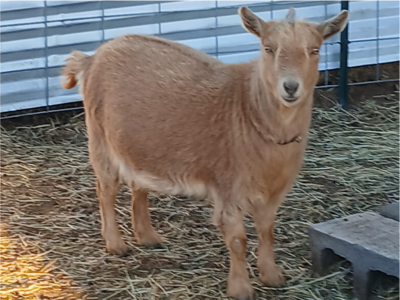 goats (2)
