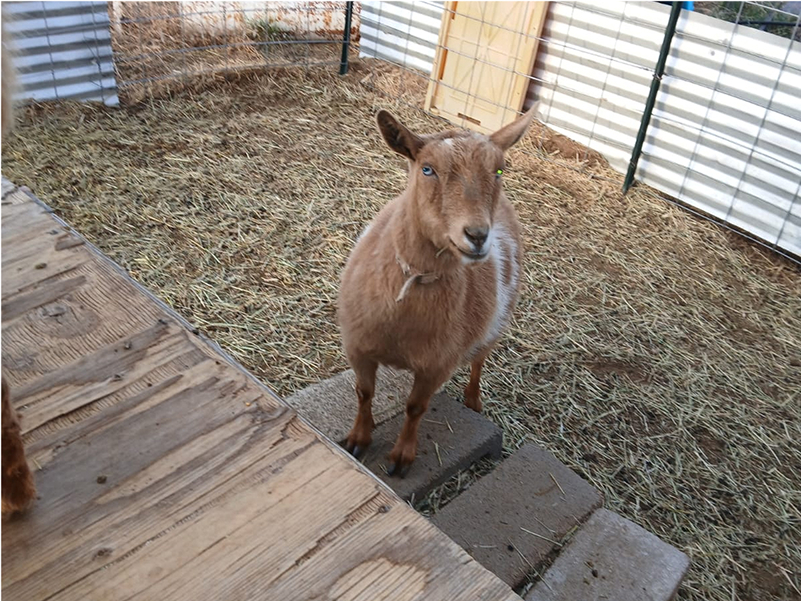goats (3)