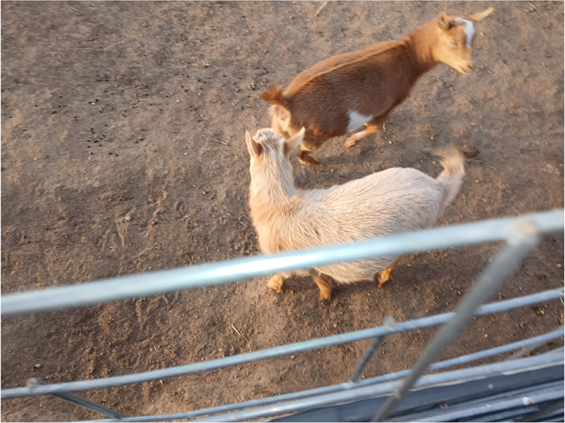 goats (4)