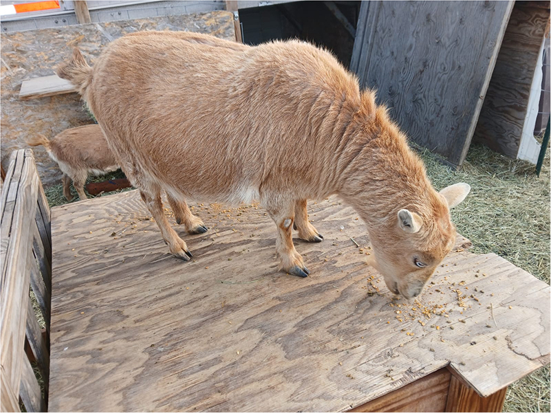 goats (5)
